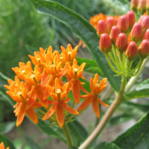 Asclepius tuberosa butterfly weed