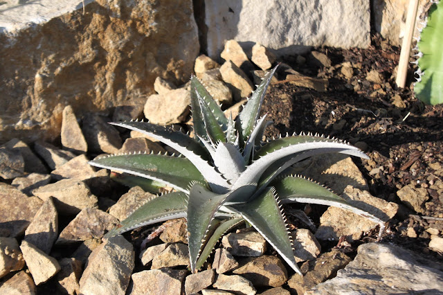 A first for our garden - Dyckia platyphylla