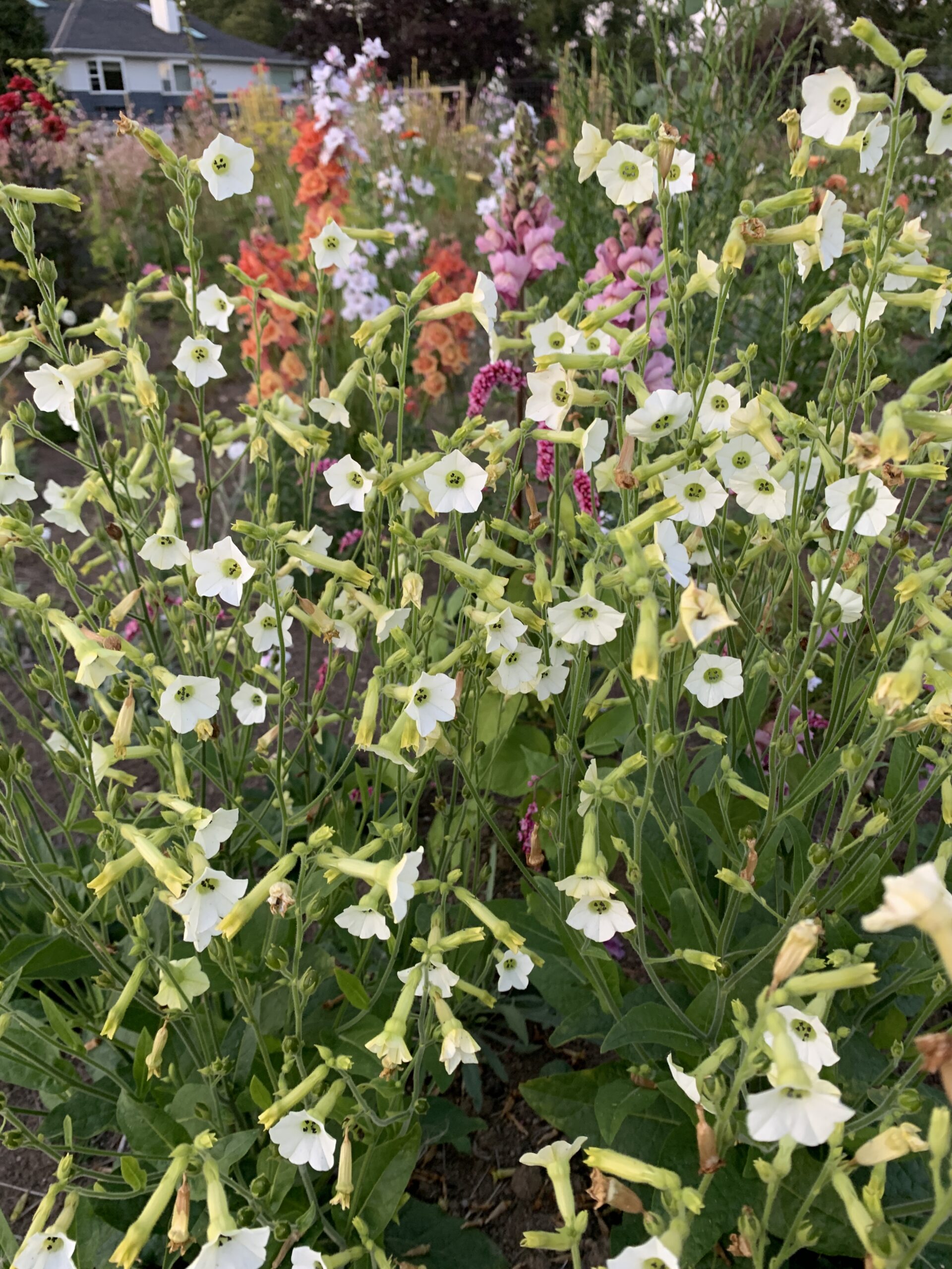 Nicotiana ‘Starlight Dancer’ in the trial patch