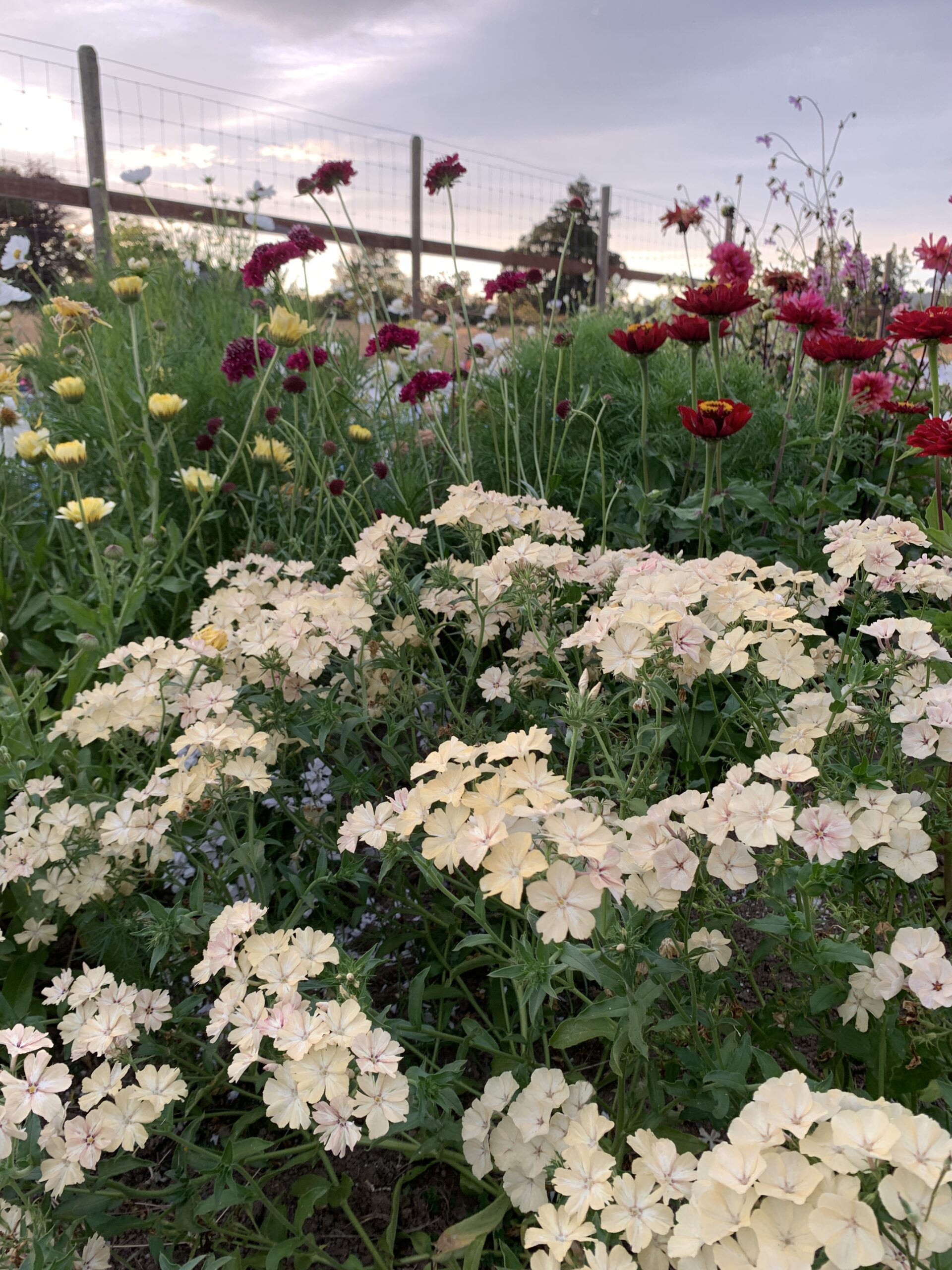 Phlox drummondii are hard working annuals that can pull through the summer with minimal deadheading and not a lot of water. This is my favourite variety, ‘Creme Brulee’, with Calendula ‘Ivory Princess’, Scabiosa ‘Merlot’ and Zinnia ‘Benary’s Giant Deep Red’ behind.