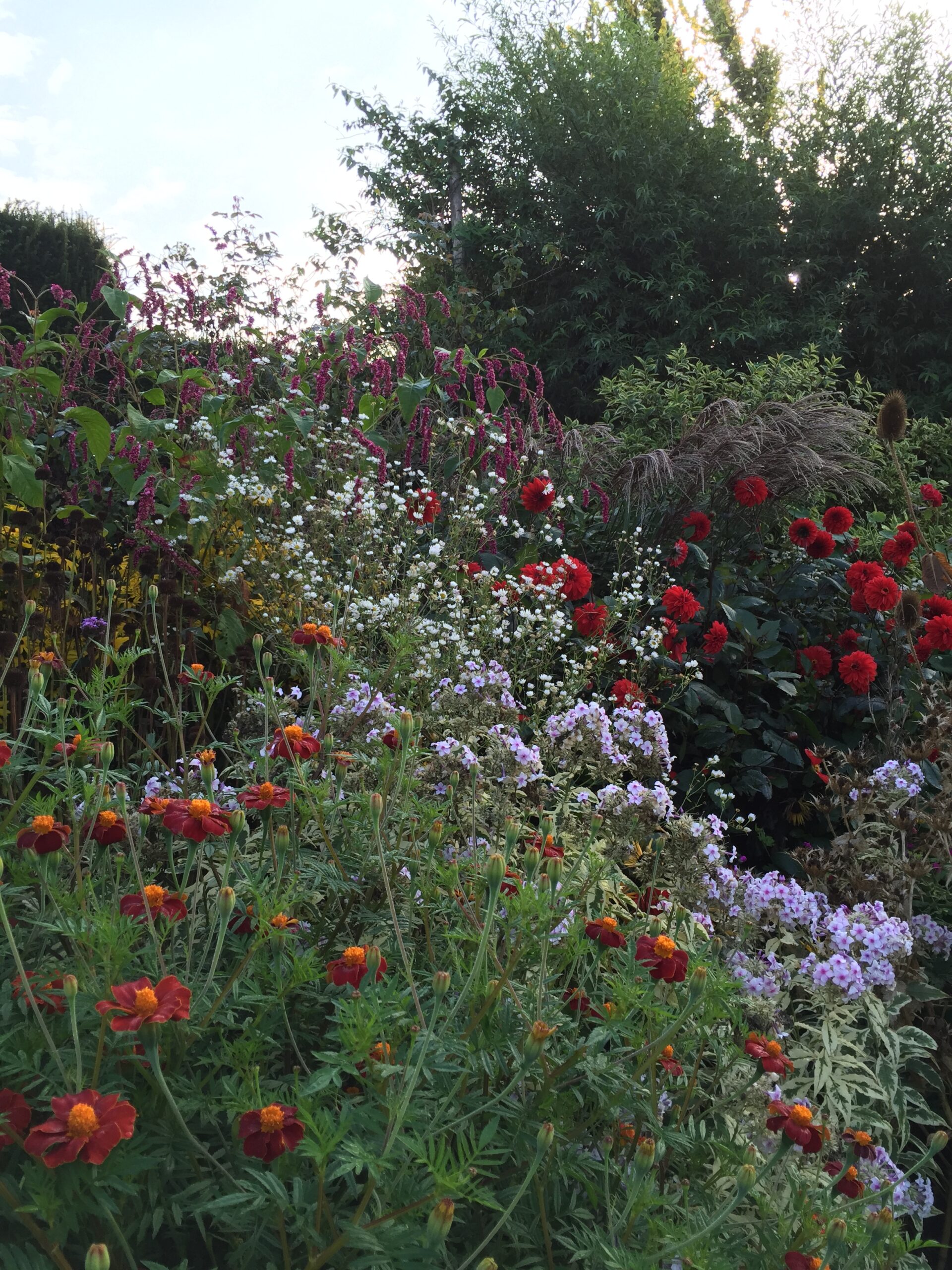 Tagetes ‘Cinnabar’ in the Great Dixter Long Border with Phlox ‘Nora Leigh’, dahlias, Erigeron annuus and the towering annual Persicaria orientalis