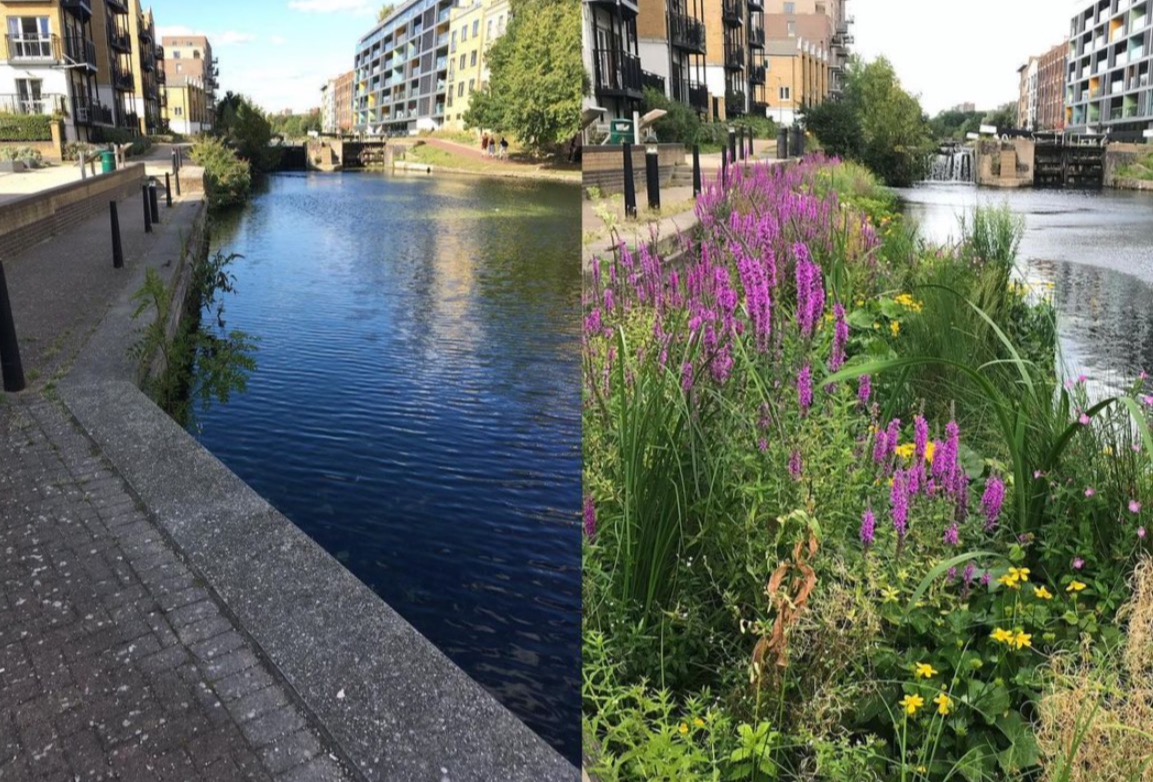 Regent's Canal Floating Garden- Island ecosystems enhancing London.