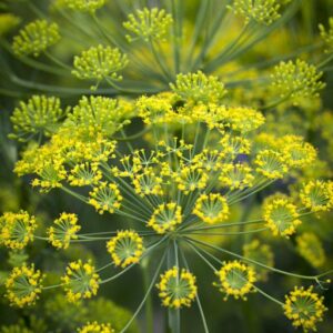 anethum graveolens 'vierling' dill