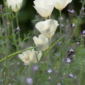Eschscholzia californica 'Ivory Castle' (California Poppy)