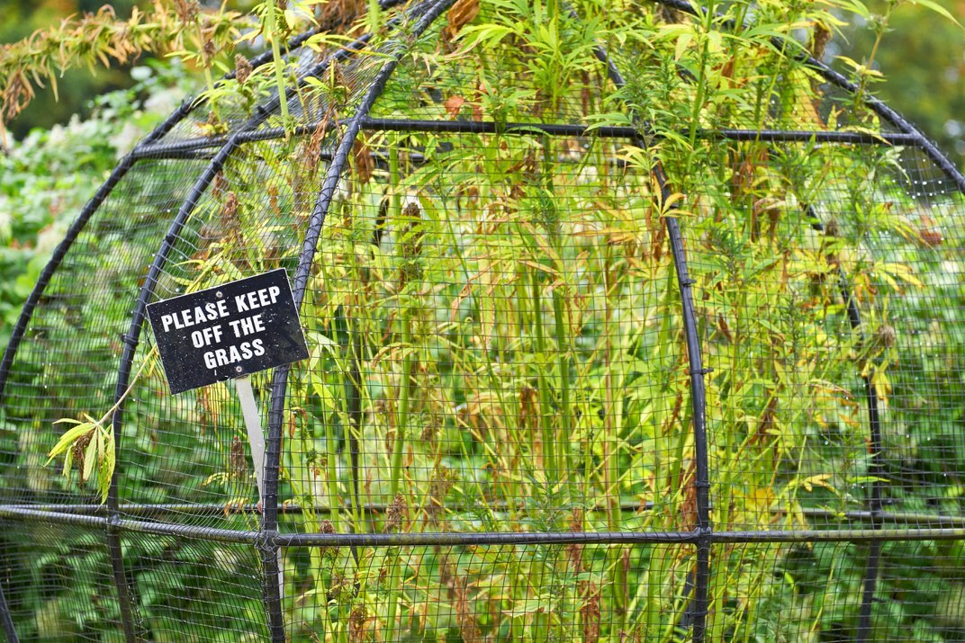 Alnwick Poison Garden (Northumberland, UK)