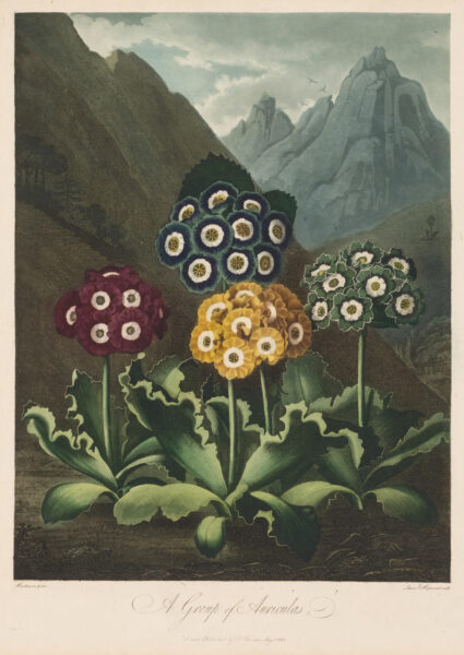 A Group of Auriculas From The