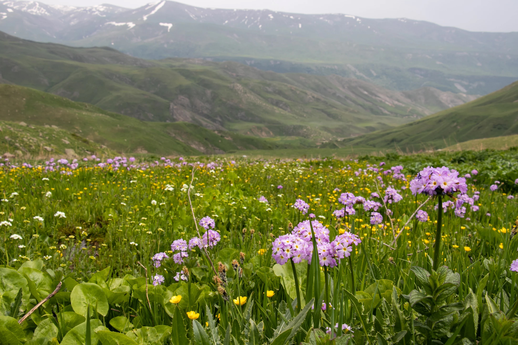 Primula denticulata Growing in a mountain valley in Armenia, with Ranunculus and AchilleaPrimula denticulata Growing in a mountain valley in Armenia, with Ranunculus and Achillea