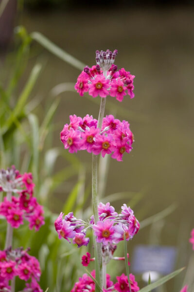Primula japonica, England