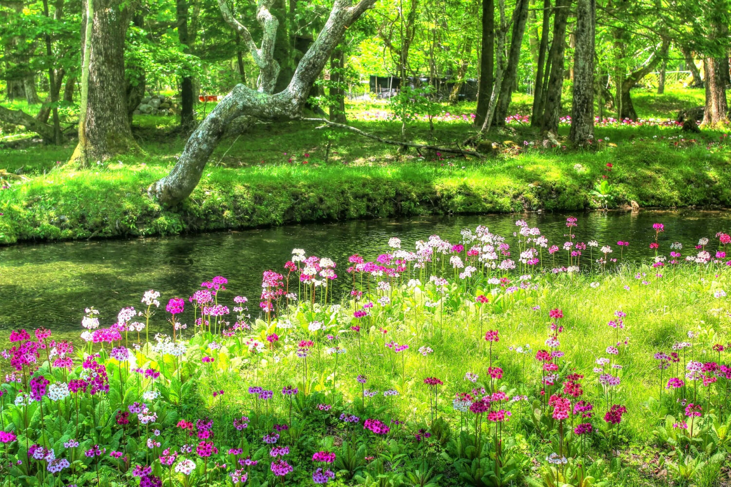 In Praise of Primulas - Virens Studio - Horticulture Writers & Planting ...