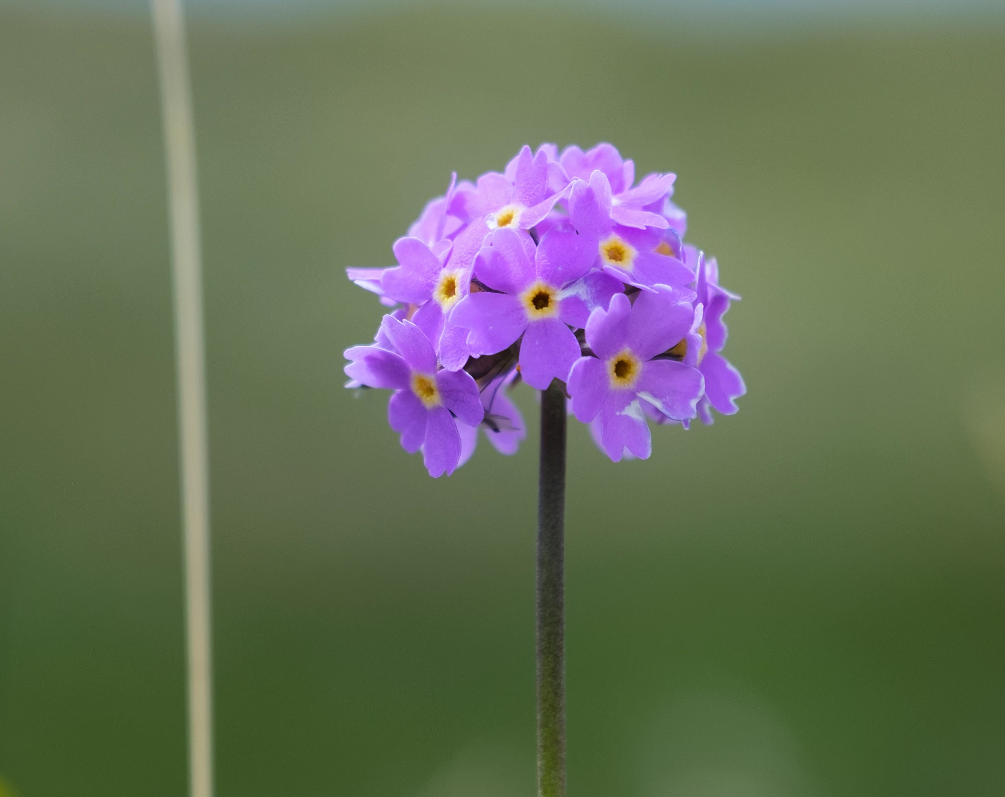 Primula rosea growing in The Altai Mountains, Mongolia