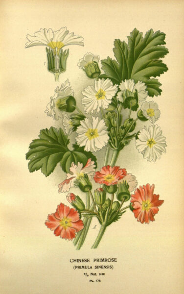 Primula sinensis From Favourit