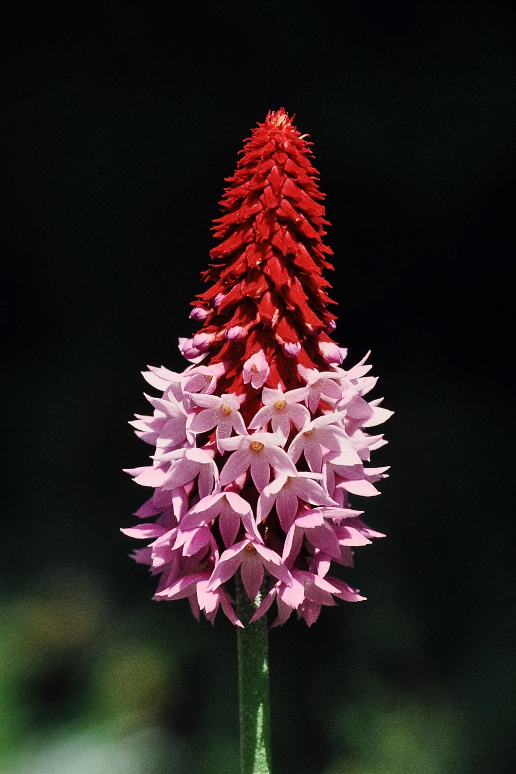 Primula vialii Growing in the mountains of China