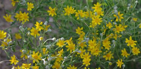 Eriophyllum lanatum (Woolly Sunflower)