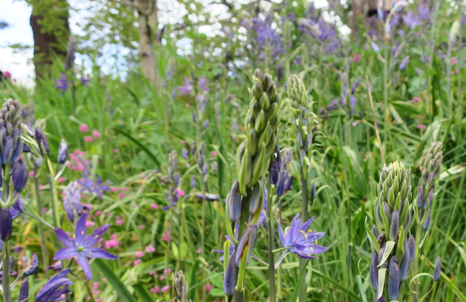 Camassia just coming into bloom. Early May