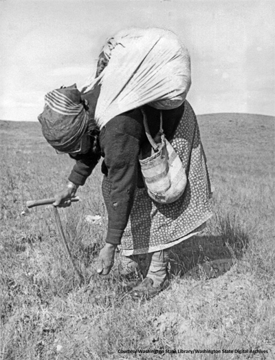 Woman digging Camassia bulbs