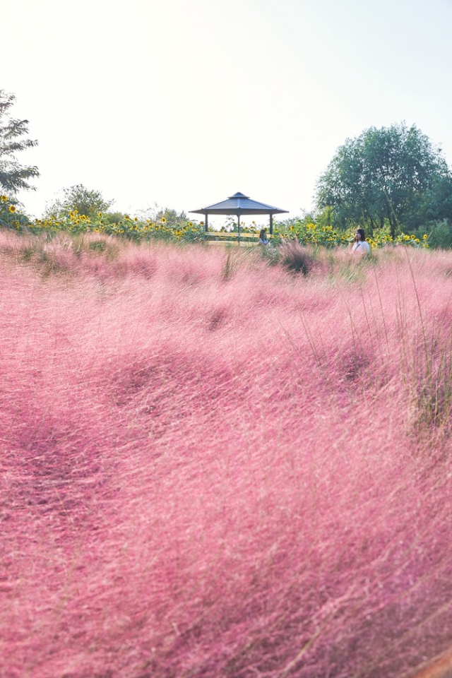 pink Muhly grass