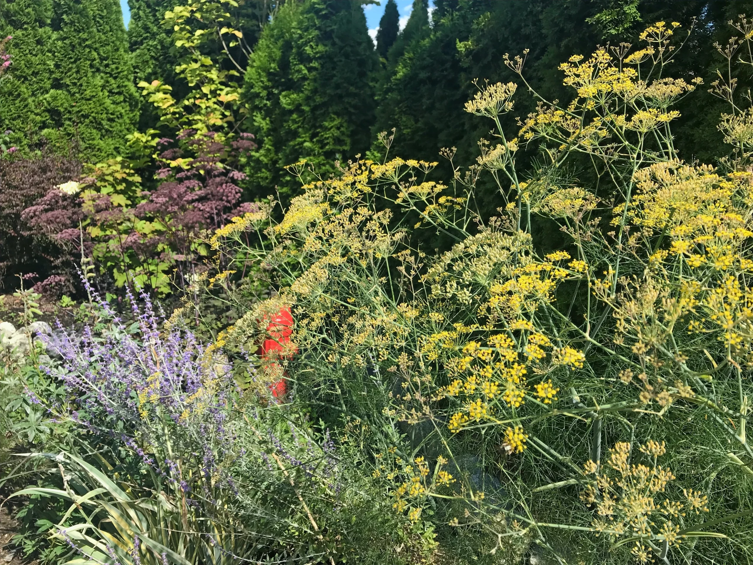 Summer 2018 Giant Dill and Perovskia take centre stage