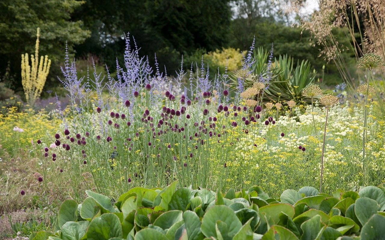 Masses of Alliums and spikes of Perovskia add a unique structure in the garden.