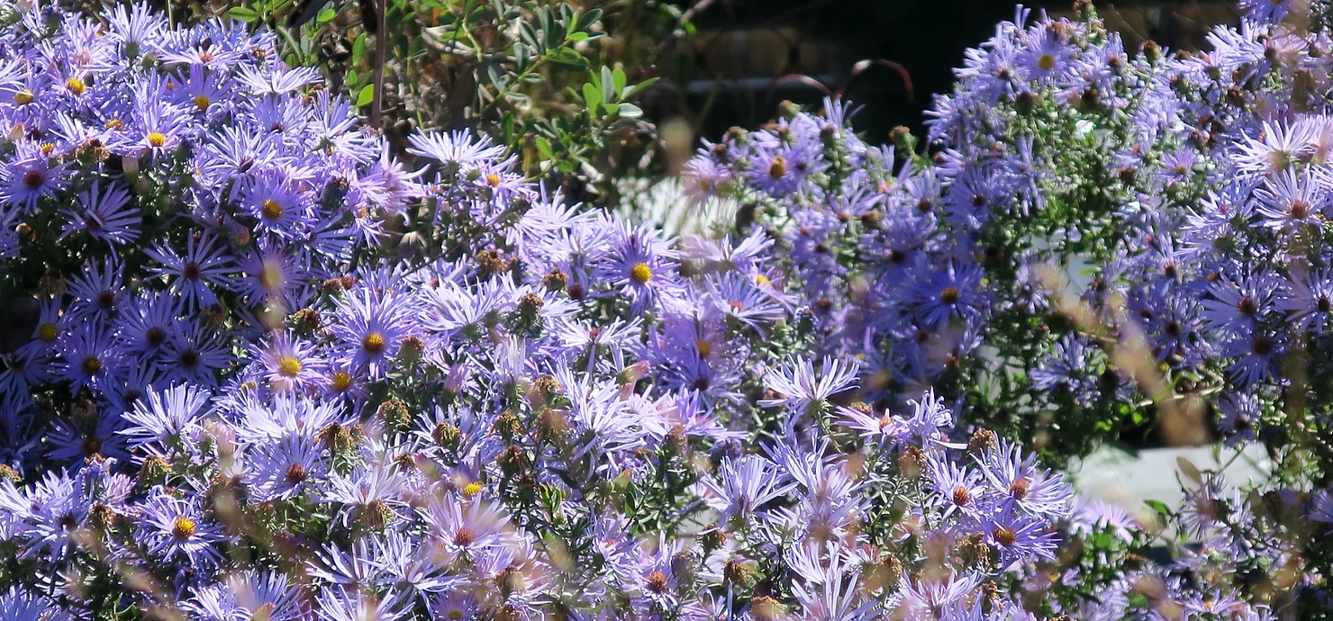 asters, fall