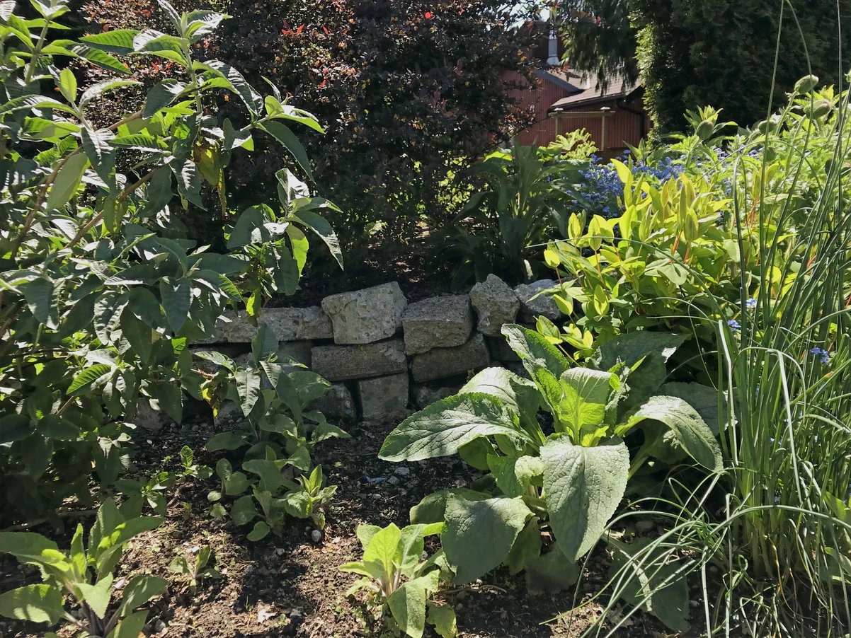 Photo taken May/2020, the repurposed concrete wall is nearly covered with vigorous plant life.