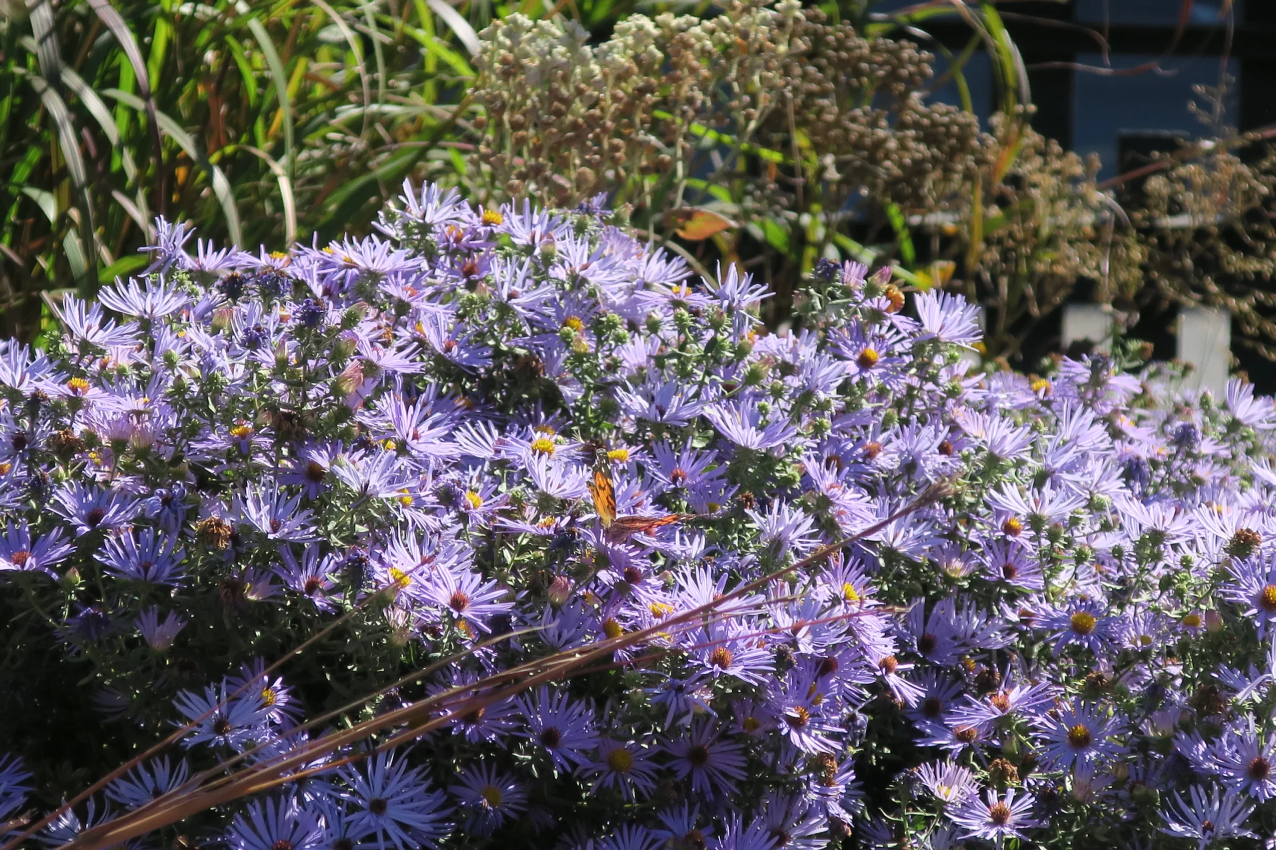 asters, NYC