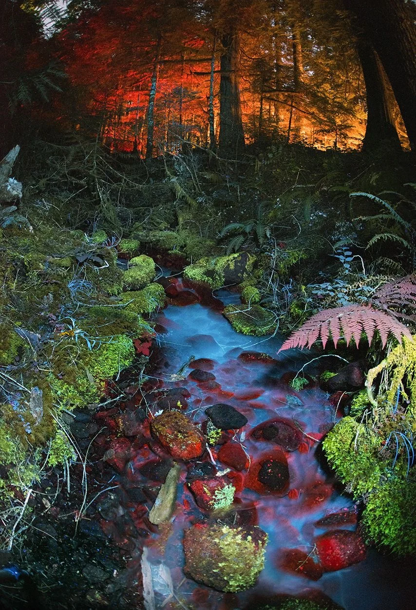 Forest image, with natural light in the upper portion and UV in the lower. photo: Sharboneau