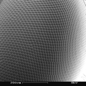 Close up view of a compound eye