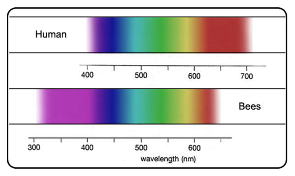 Human vs. Bee colours visual spectrum
