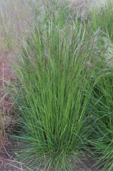 Deschampsia cespitosa aka Tufted hair grass