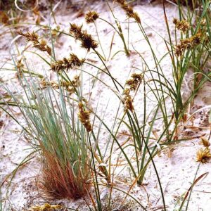 Carex arenaria aka Sand sedge