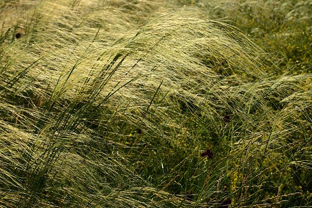 Stipa capillata aka Needle grass