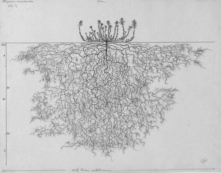 Alyssum montanum, Lichtenegger, E. (1992), Wurzelatlas