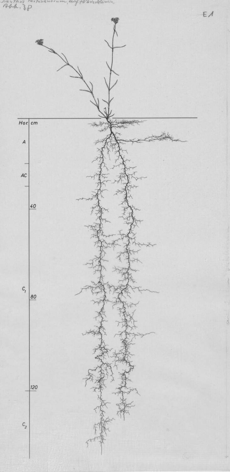 Dianthus carthusianorum, Lichtenegger, E. (1992), Wurzelatlas