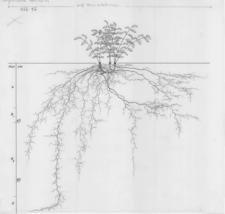 Sanguisorba officinalis, Lichtenegger, E. (1992), Wurzelatlas