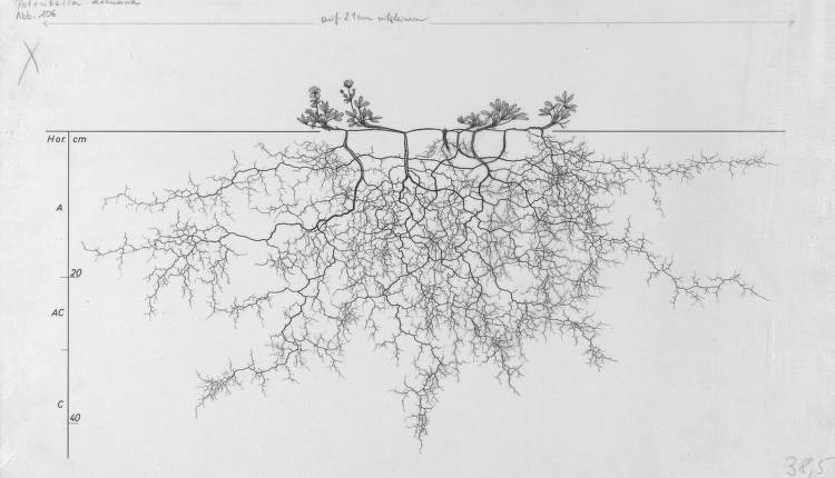 Potentilla arenaria, Lichtenegger, E. (1992), Wurzelatlas