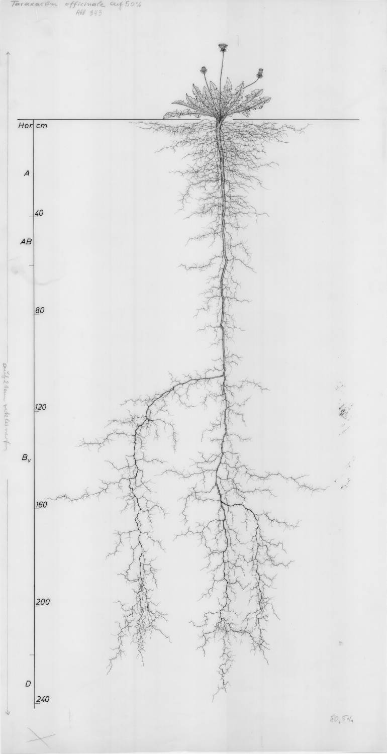 Taraxacum officinale, Lichtenegger, E. (1992), Wurzelatlas