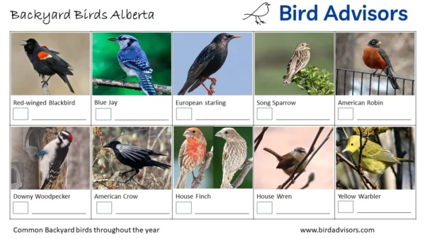 backyard birds, Calgary