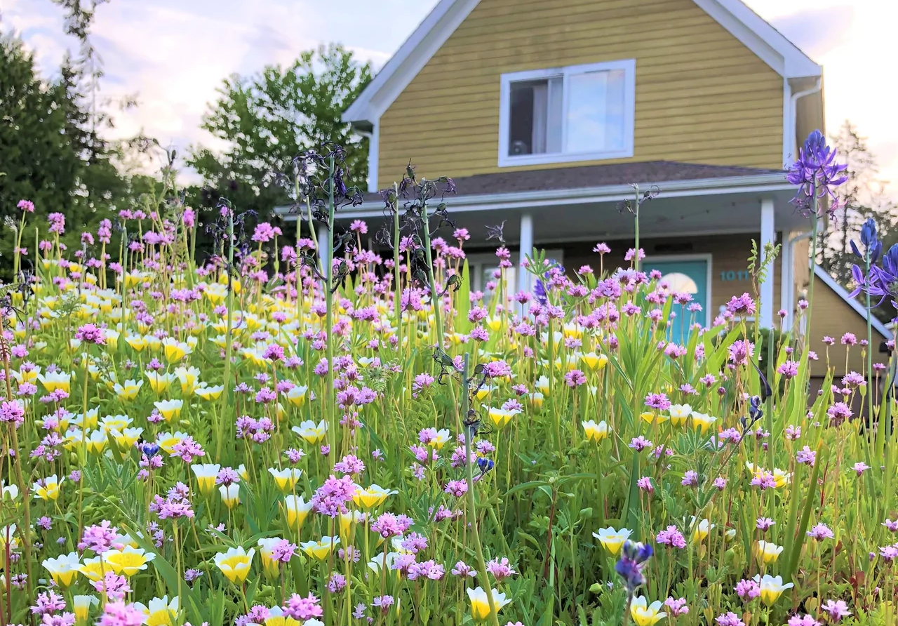 Meadow yard by Northwest Meadowscapes