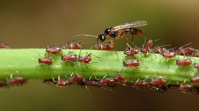 wasp and aphids