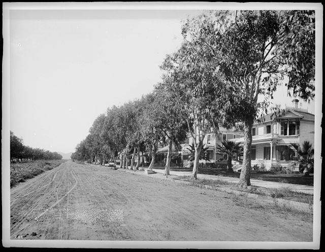 Santa Monica trees, 1900