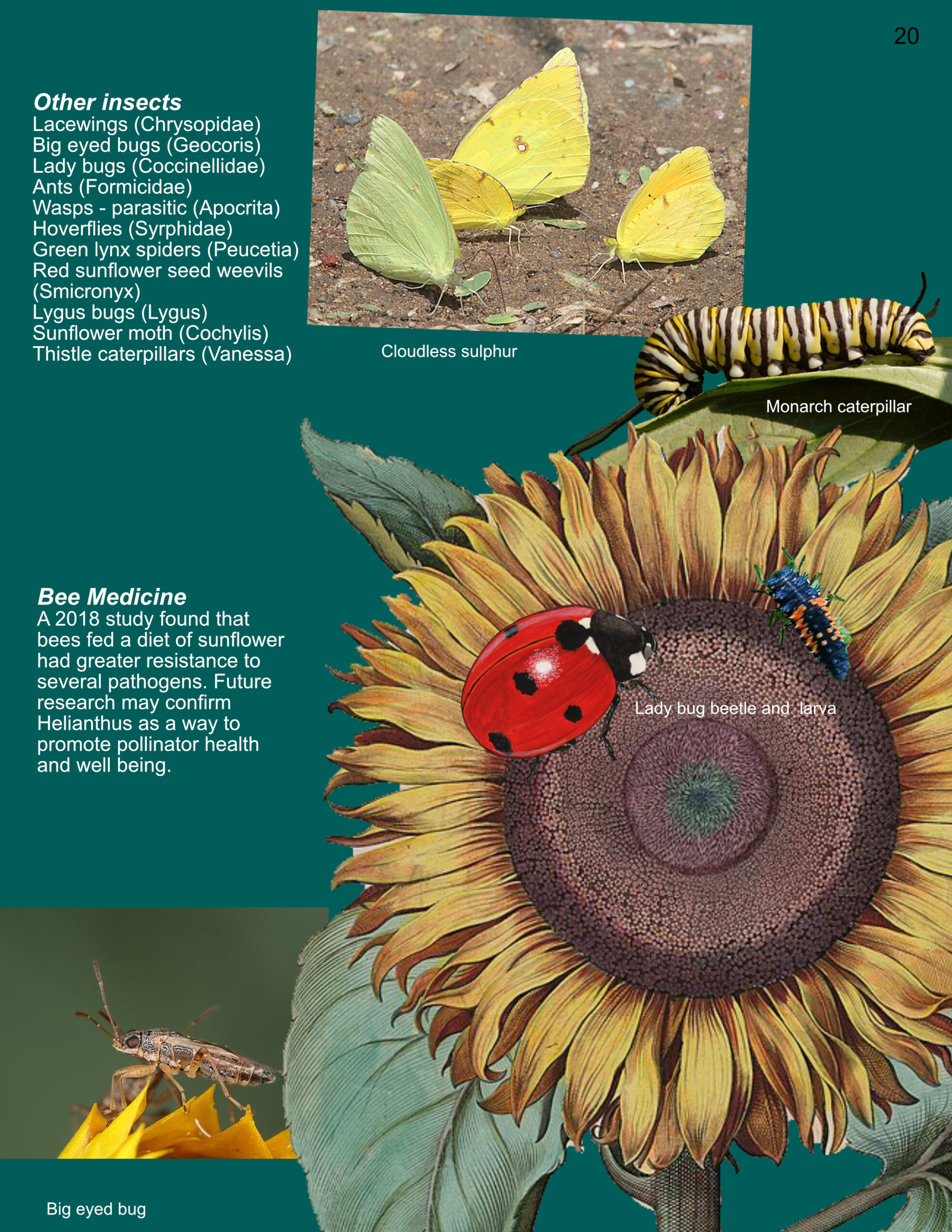 Botanical Curiozine, Sunflower ebook by Virens Studio