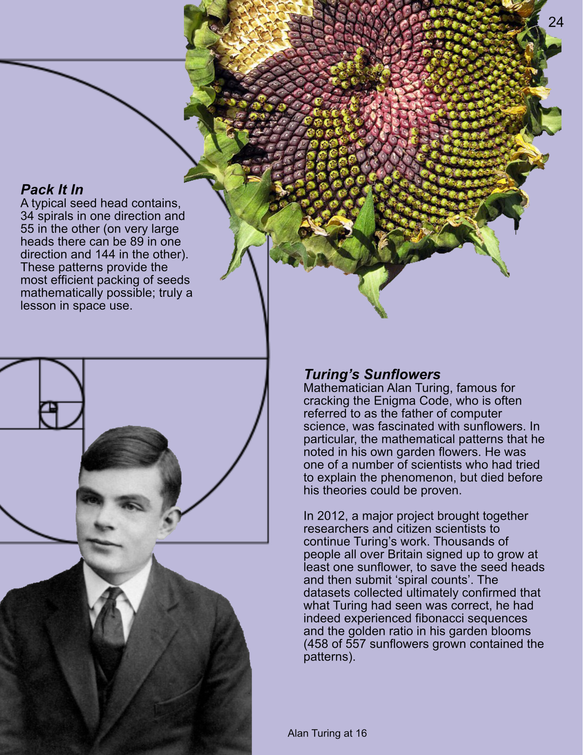 Botanical Curiozine, Sunflower. Alan Turing. (Virens Studio)