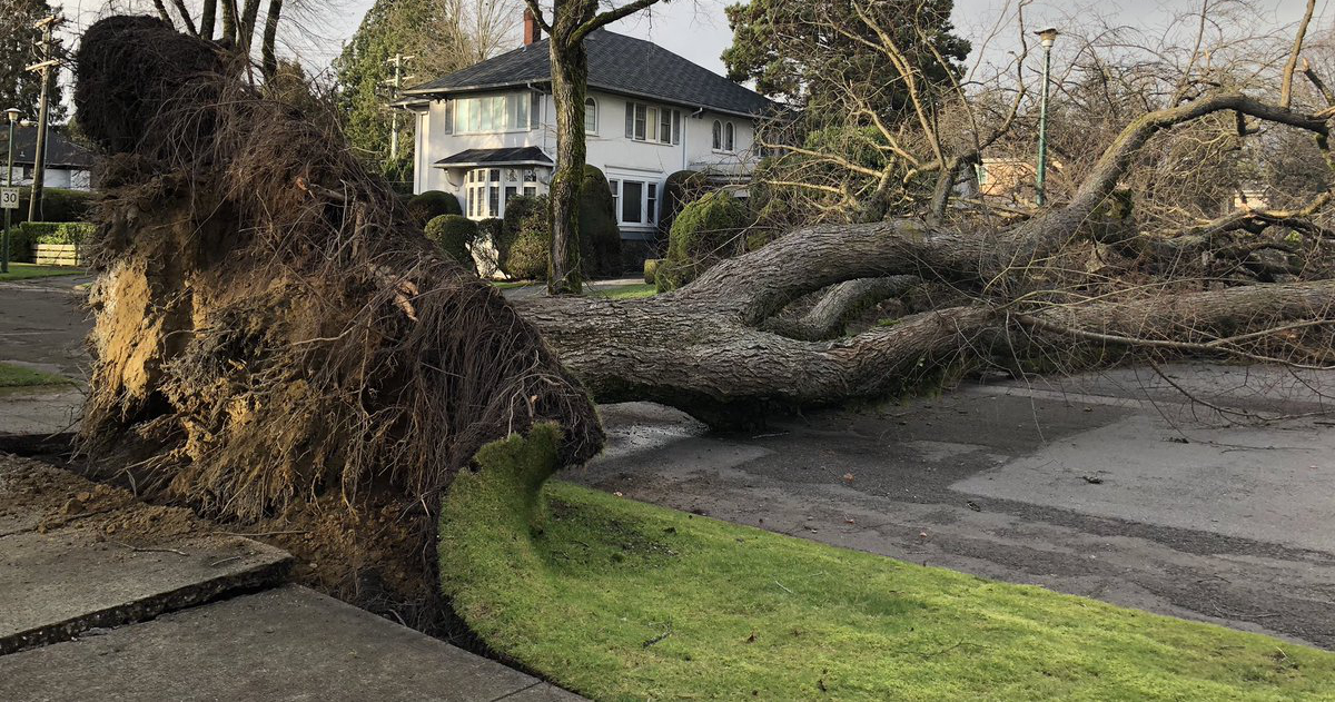 downed street tree, Vancouver, Canada
