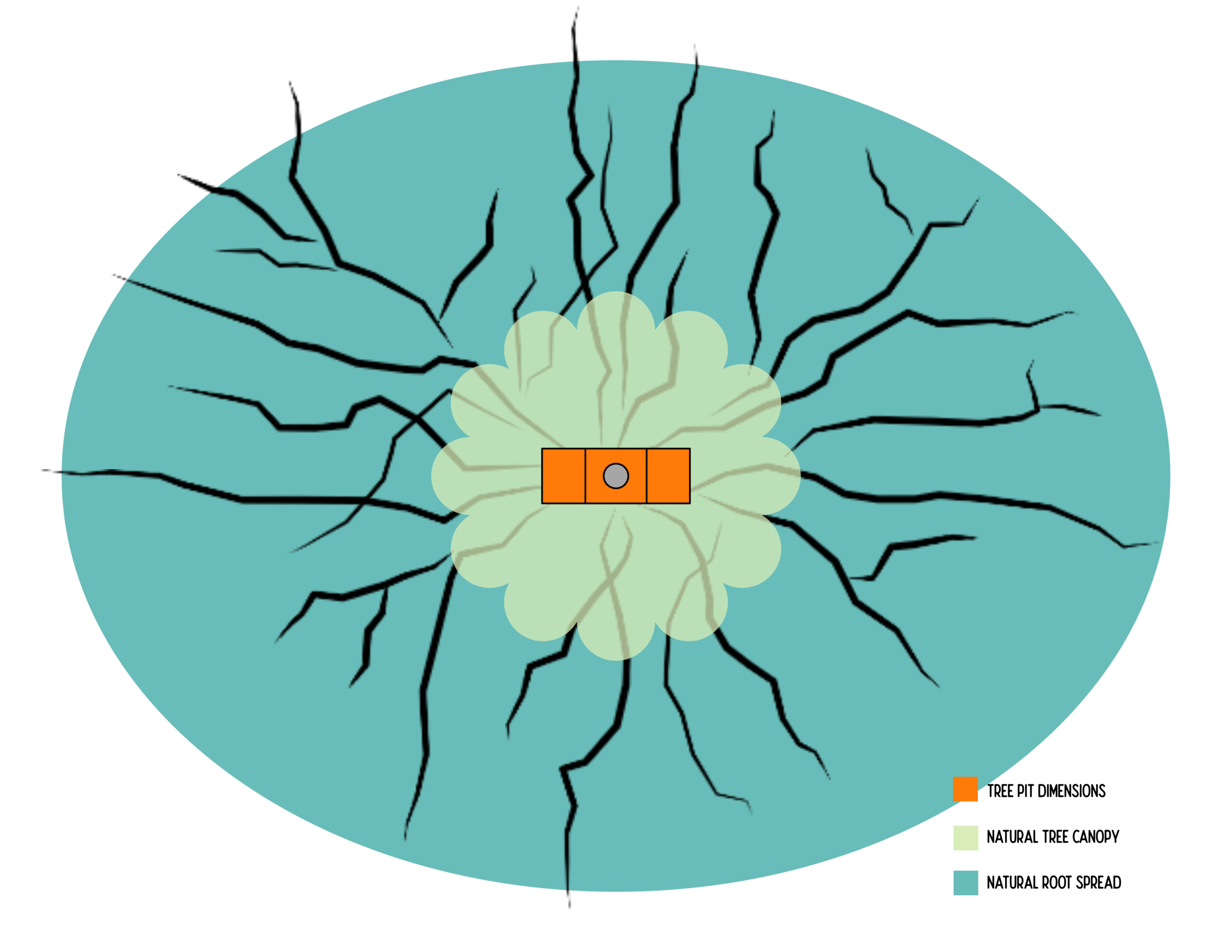 Standard tree pit dimensions vs natural canopy and root spread (Virens Studio, 2023)
