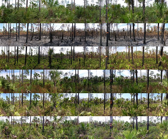Prescribed Fire Transition Panoramic