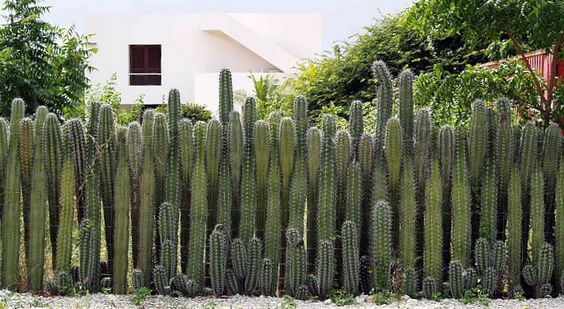 cactus fence