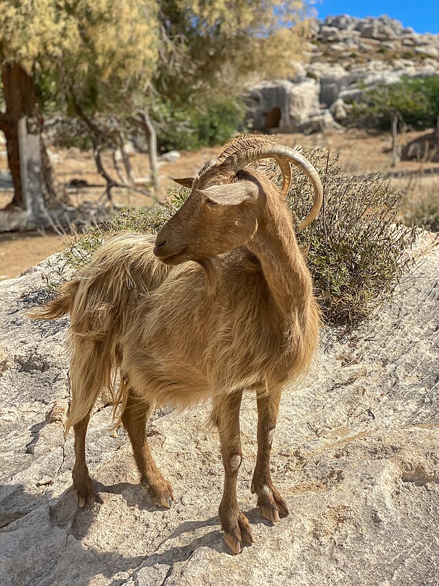 greek goat