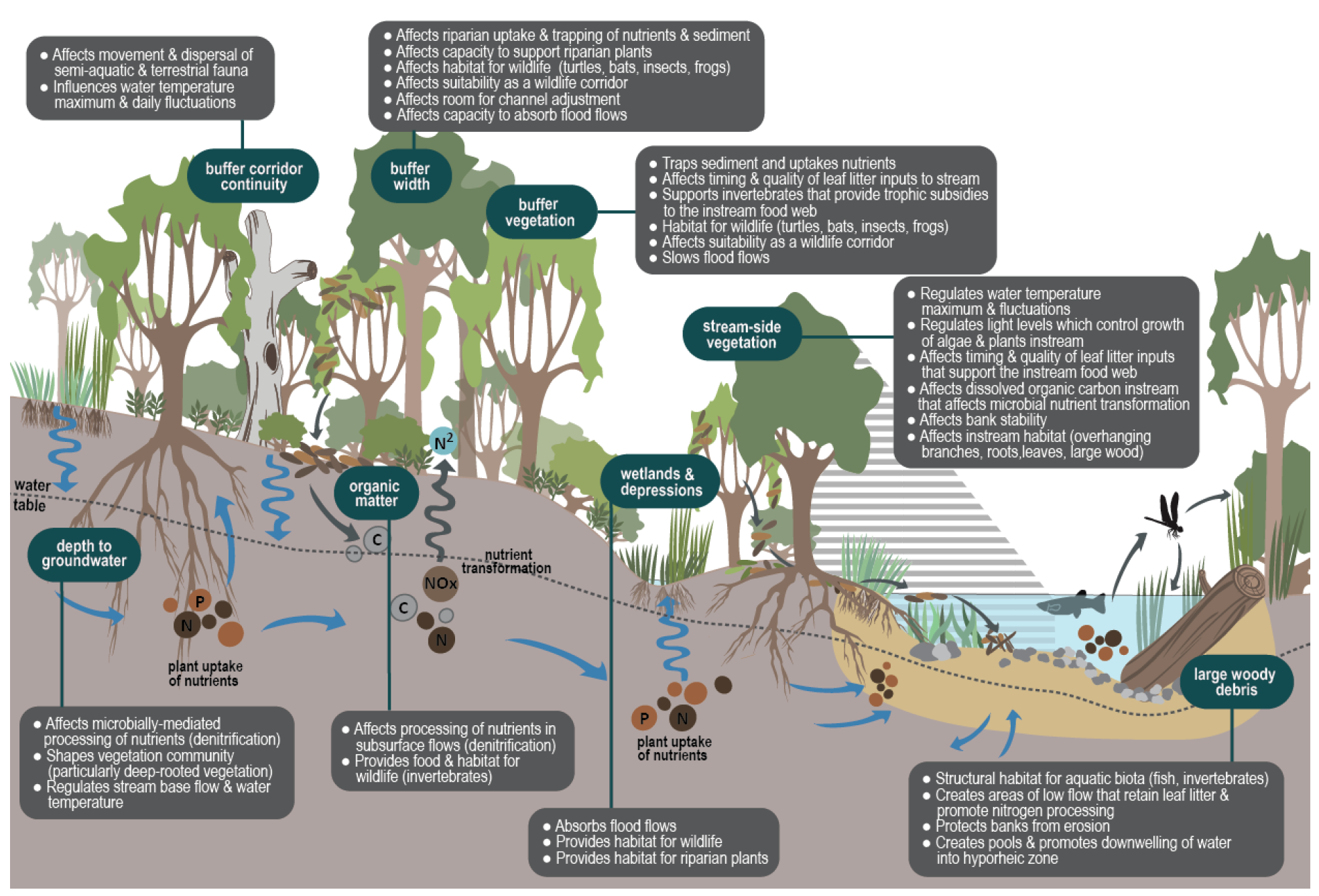 river ecosystems
