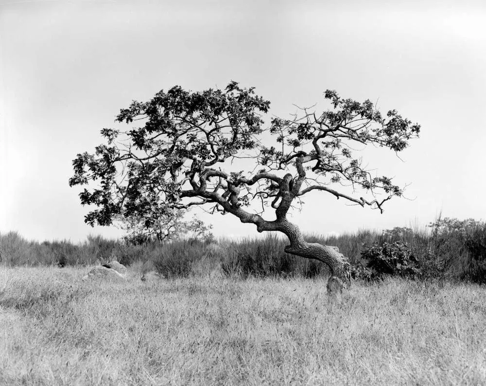 Oregon White Oak tree