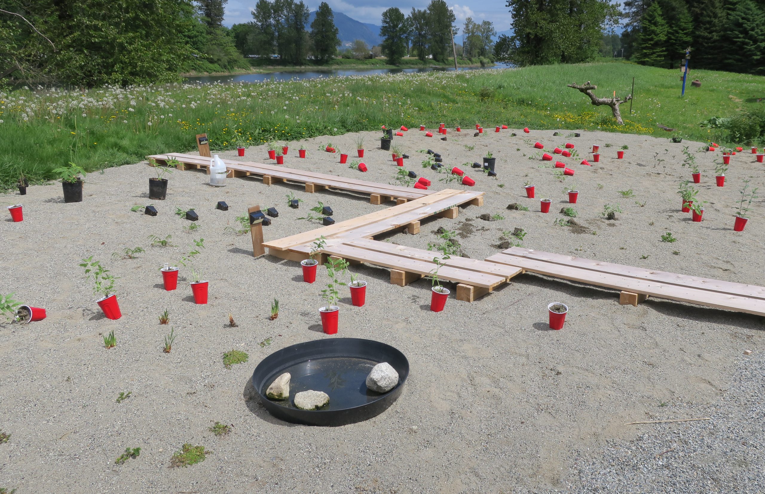 planting the sand garden